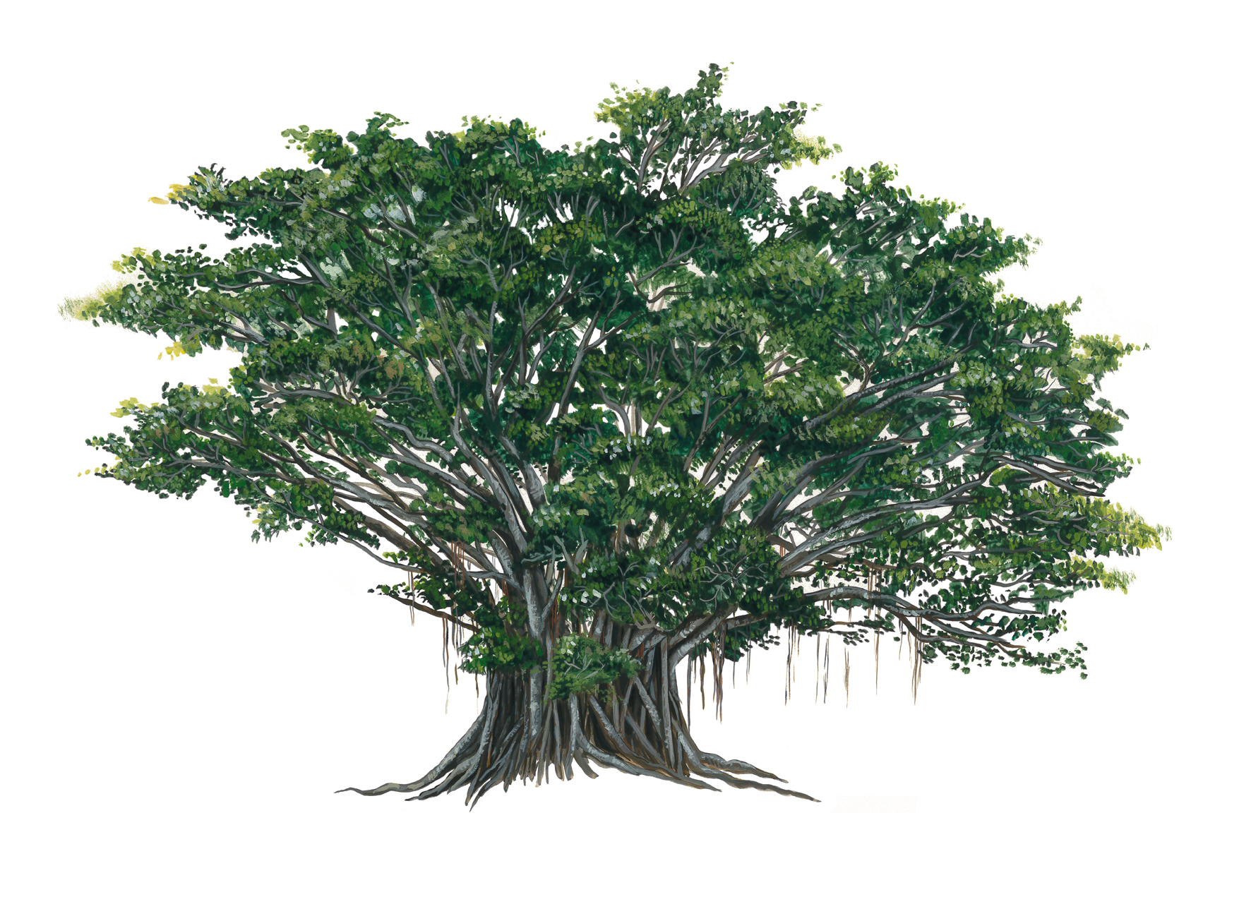 Ficus prolixa pourlivre