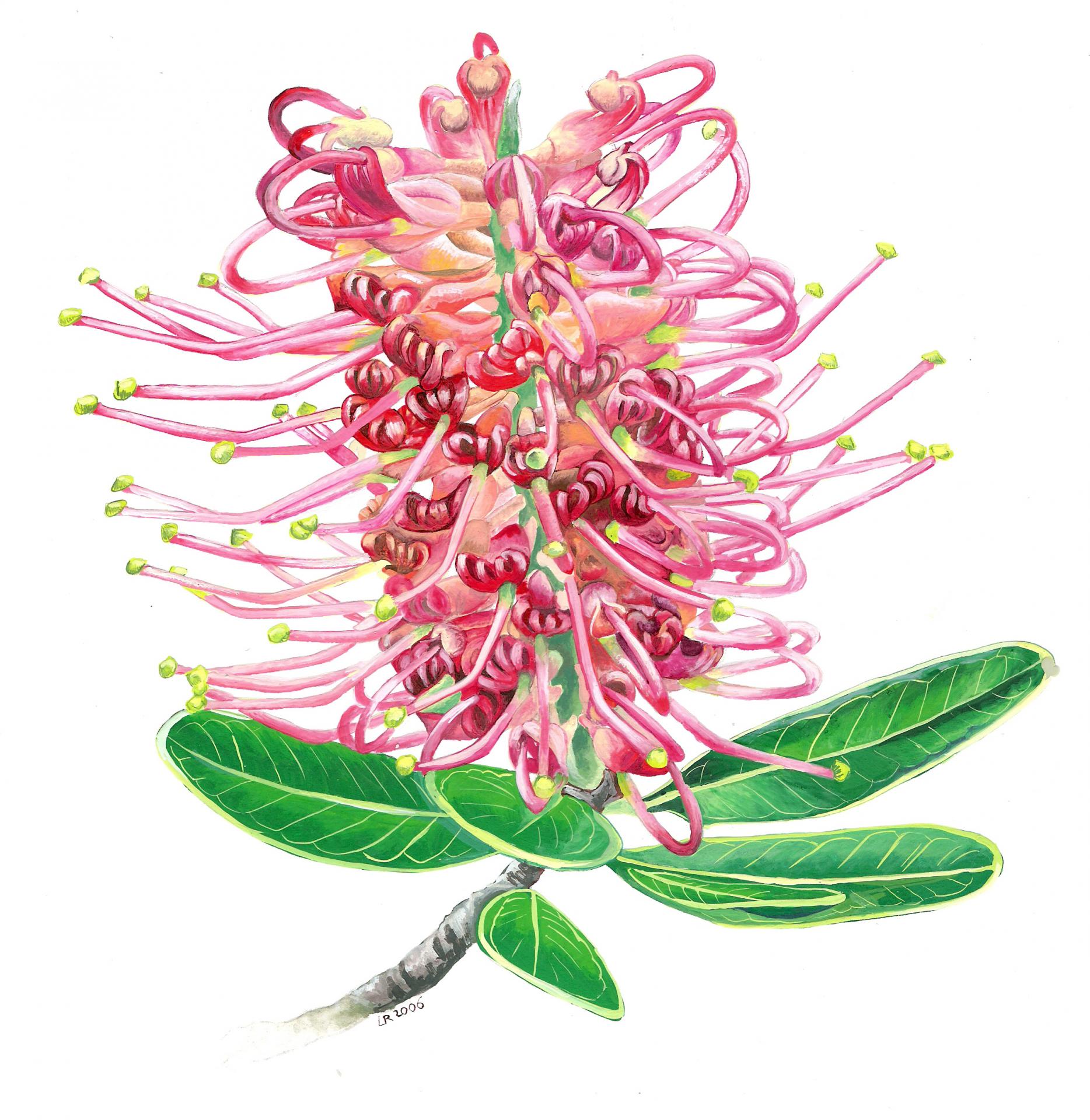 Grevillea gillivrayi