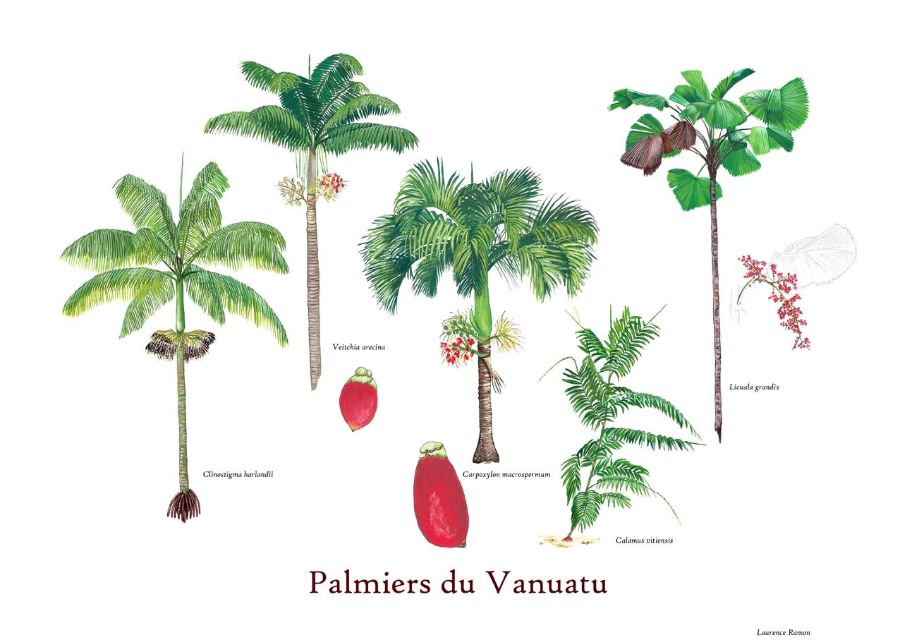 Palmiers versionactiv small